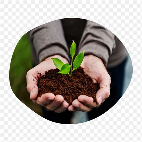 Image result for Tree-Planting Icon Transparent