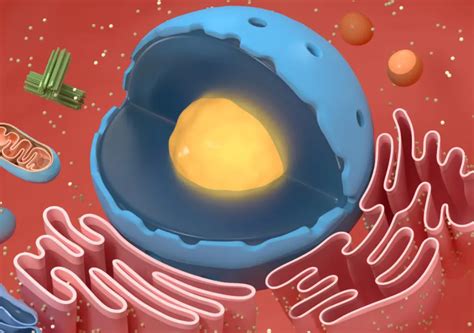 Image result for Cytoplasm Real Life Example