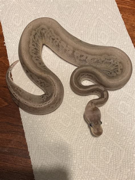 Image result for Tiger Ball Python Morph