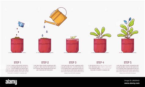 Image result for How Seeds Grow