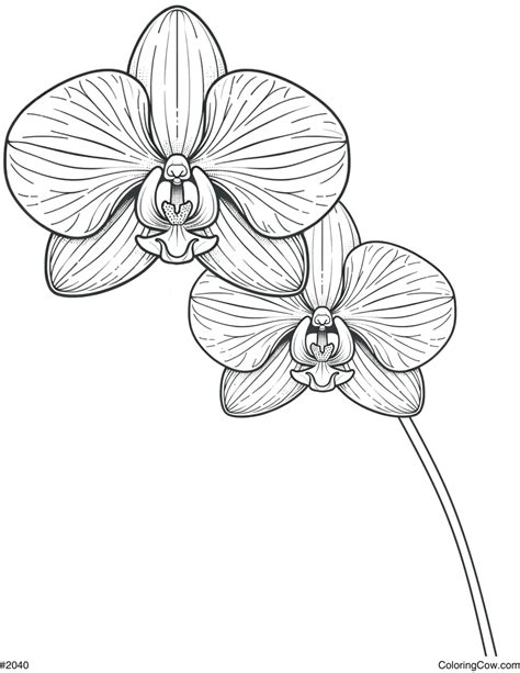 Image result for Orchid Flower Coloring Pages
