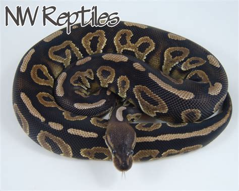 Toradh íomhá ar Pastel Bal Python