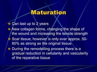 Image result for Wound Maturation Phase Example