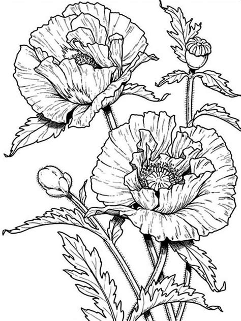 Image result for Realistic Flower Coloring Pages Printable