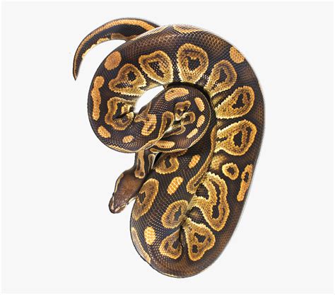 Image result for Python Clip Art