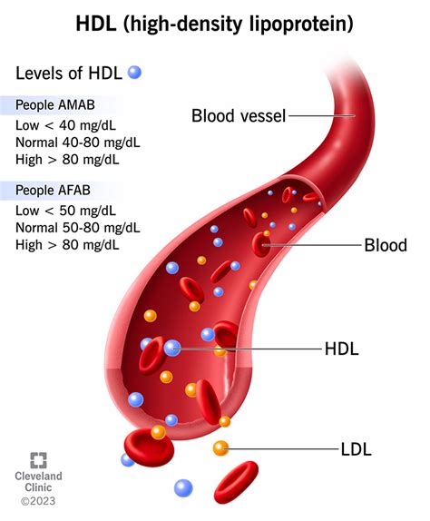 Lipoprotein Cholesterol Levels に対する画像結果