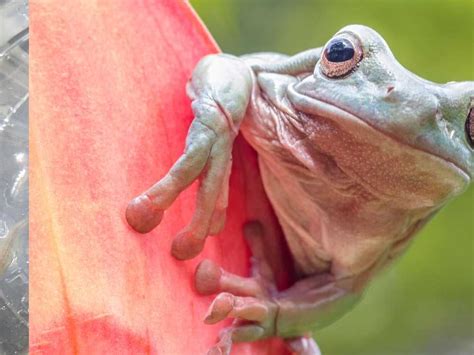 Afbeeldingsresultaten voor White Tree Frog Colors