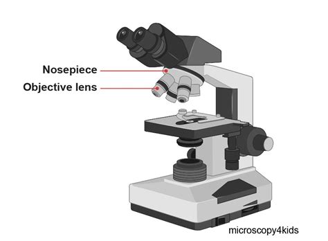 Compound Microscope Are Lenses at Paul Brower blog