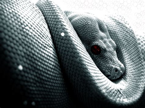 Image result for Python Snake Wallpaper