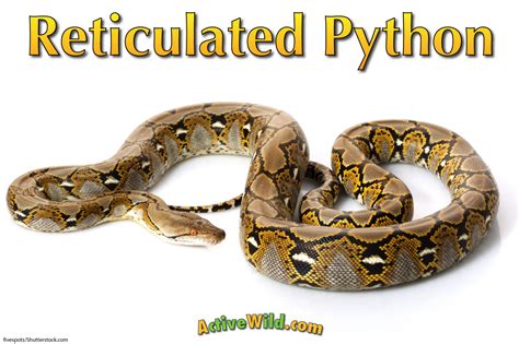 Burmese Python Reticulated に対する画像結果