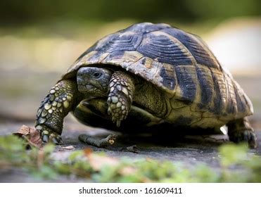 Image result for Turtle Shell Hiding