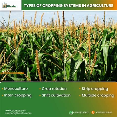 Image result for Different Types of Crops