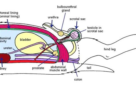 Image result for Male Dog Reproduction