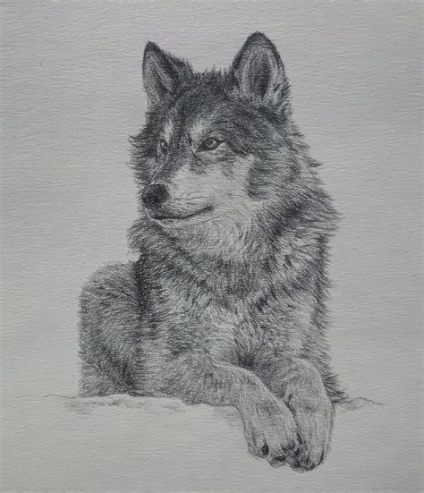 Wolf Drawing In Pencil