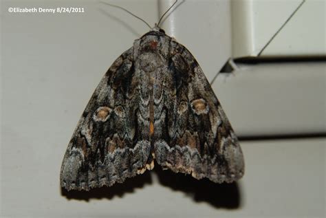 Toradh íomhá ar Bride Moth