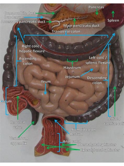 Image result for Digestive System Model Labeled