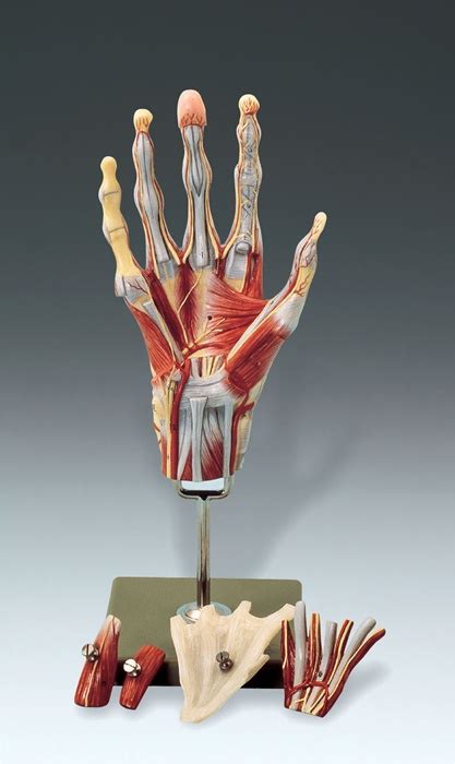 Image result for Hand Muscle Model
