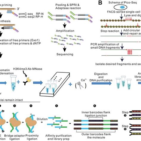Image result for Single Cell Genome Sequencing Workflow