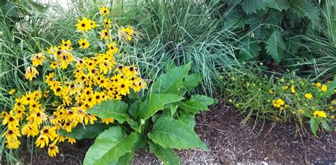 Image result for Native Grass Landscape