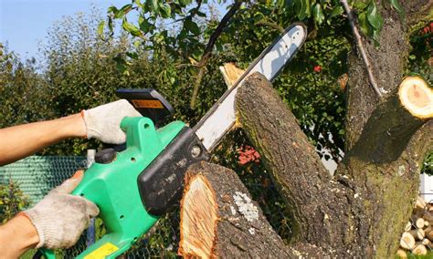 Image result for Fir Tree Trimming