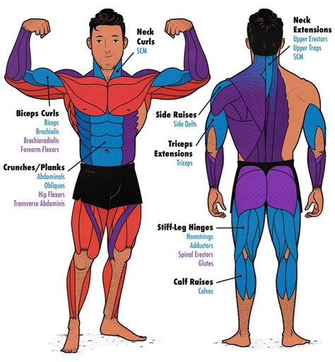 Image result for Exercise Muscles Worked
