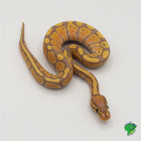 Image result for Baba Na Ivory Python