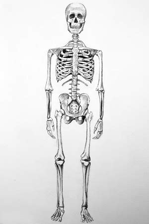Drawing Susno Skeleton に対する画像結果