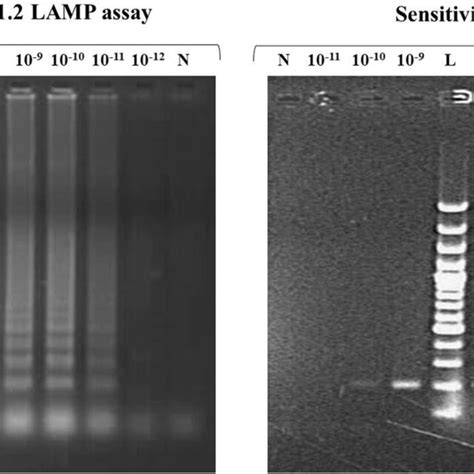 Lamp PCR に対する画像結果