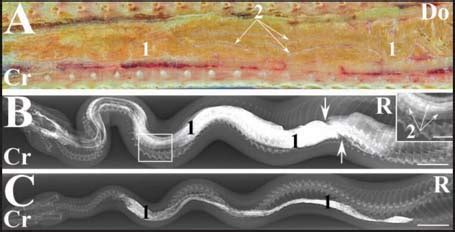 Afbeeldingsresultaten voor Python Intestinal Growth