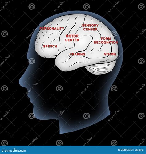 Image result for Brain Function