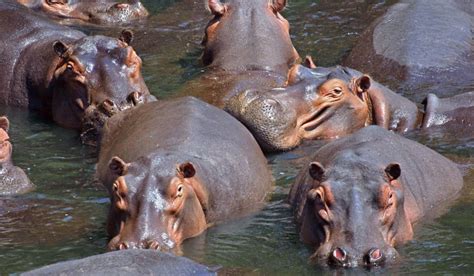 Fish Eat Hippopotamus Poop に対する画像結果