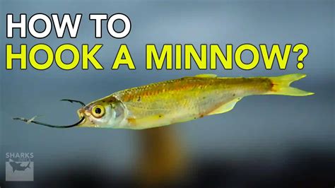 Image result for How to Use Minnows for Catfish Bait