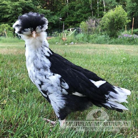 Image result for Mottled Java Egg Color