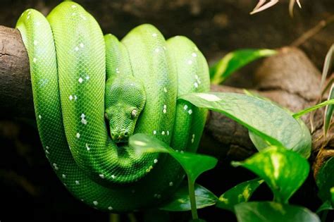 Image result for Green Tree Python Jaw