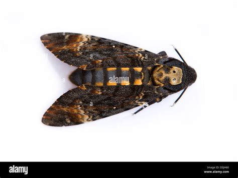 Image result for Dead Head Hawk Moth