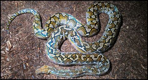 Reticulated Python Humanoid に対する画像結果