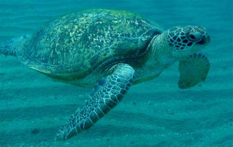 Real Turtle Drawing కోసం చిత్ర ఫలితం