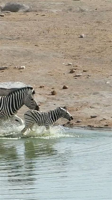 Image result for Object Detection Animal