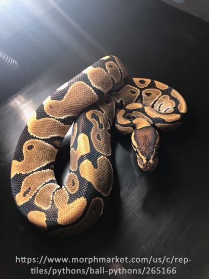 Spiratic Pattern Ball Python に対する画像結果