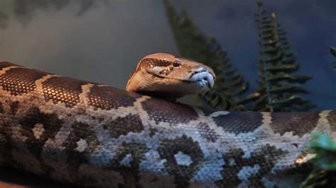 Image result for Indian Python Zoo