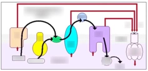 Visual Representation of Electron Transport Chain に対する画像結果