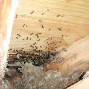 Afbeeldingsresultaten voor Carpenter Ant Holes