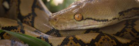 Image result for Selayer Reticulated Python