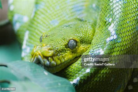 Image result for Olive Python Teeth