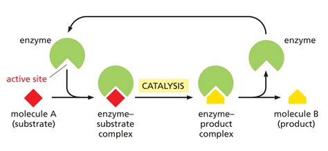 Image result for Enzyme-Substrate Complex