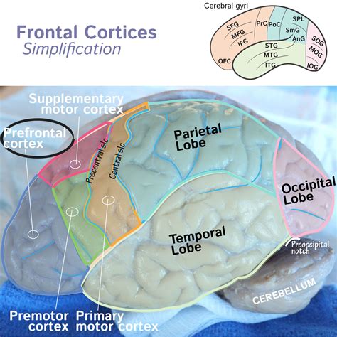 Image result for Prefrontal Cortex Temporal Lobe