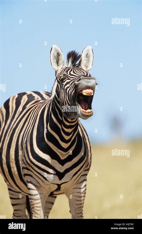 Toradh íomhá ar Laughing Zebra