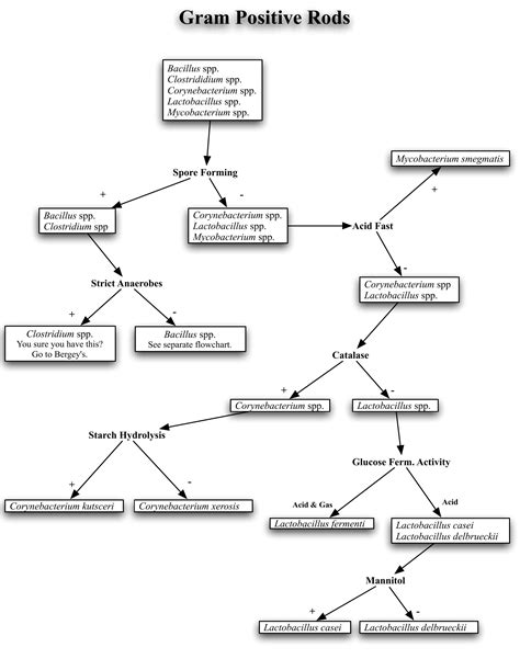 Afbeeldingsresultaten voor Gram-positive Rods Algorithm