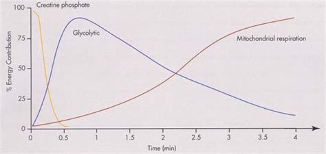 Toradh íomhá ar Exercise Intensity and Substrate Utilization