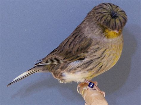 Canary Varieties に対する画像結果